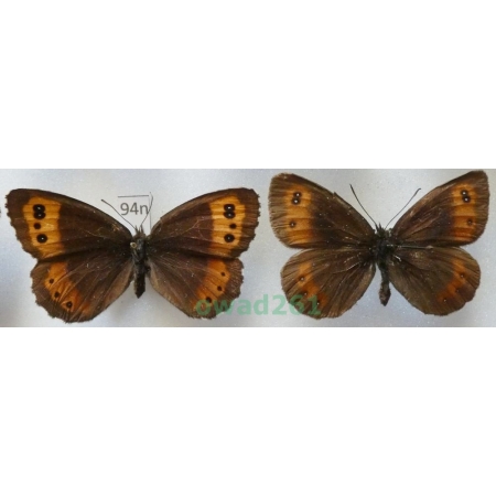 Erebia ligea (Linnaeus, 1758) pair Czech94n
